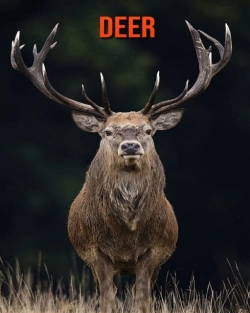 Bertrand.pt - Deer