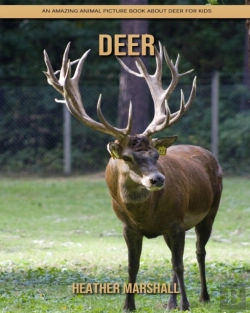 Bertrand.pt - Deer