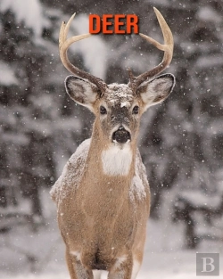 Bertrand.pt - Deer