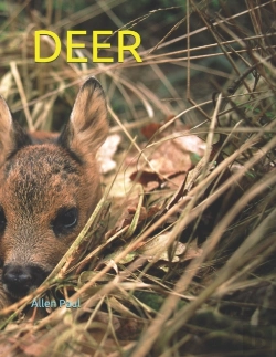 Bertrand.pt - Deer