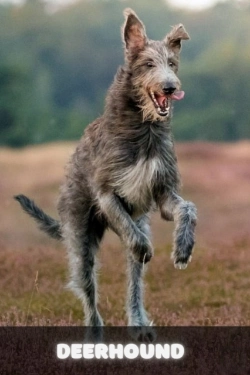 Bertrand.pt - Deerhound