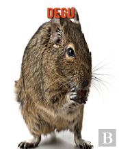 Degu