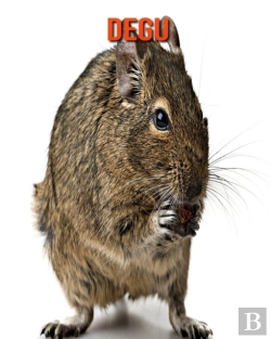 Bertrand.pt - Degu