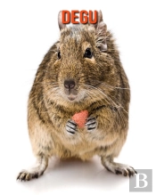 Degu