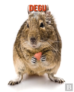 Bertrand.pt - Degu