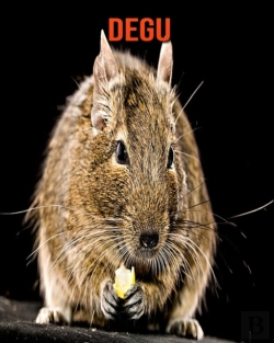Bertrand.pt - Degu