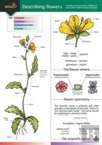 Describing Flowers