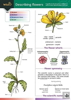 Bertrand.pt - Describing Flowers