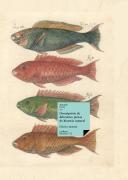 Descripción De Diferentes Piezas De Historia Natural
