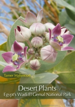 Bertrand.pt - Desert Plants Of Egypt'S Wadi El Gemal National Park