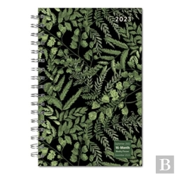Bertrand.pt - Designer Fancy Ferns