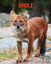Dhole