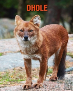 Bertrand.pt - Dhole