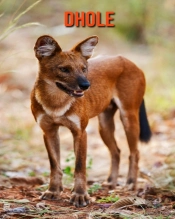 Dhole