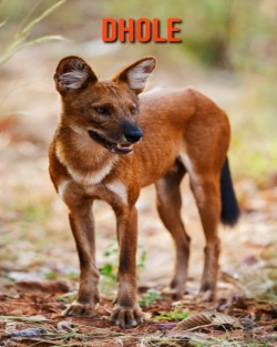 Bertrand.pt - Dhole