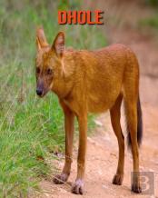 Dhole