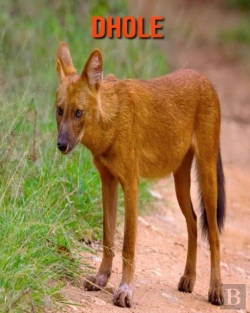 Bertrand.pt - Dhole