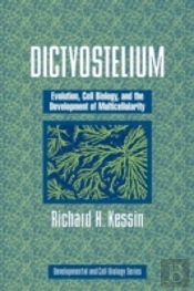 Dictyostelium