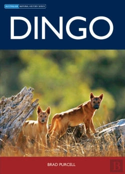 Bertrand.pt - Dingo