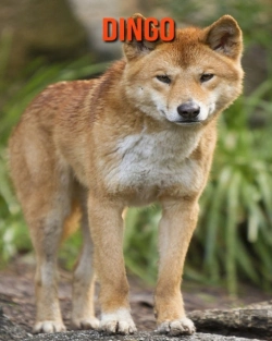 Bertrand.pt - Dingo