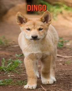 Bertrand.pt - Dingo