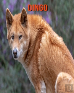 Bertrand.pt - Dingo