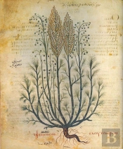 Dioscórides (Acerca De La Materia Medicinal)