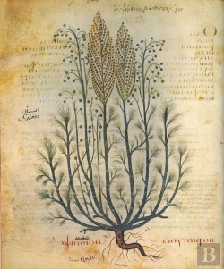 Bertrand.pt - Dioscórides (Acerca De La Materia Medicinal)