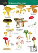 Distinctive Gilled Fungi