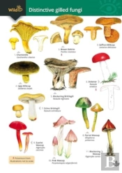 Distinctive Gilled Fungi