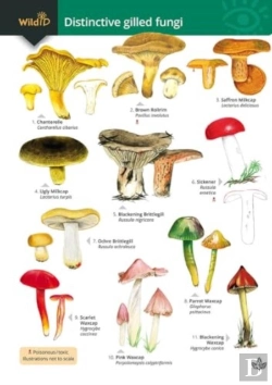 Bertrand.pt - Distinctive Gilled Fungi