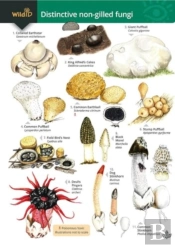 Distinctive Non-Gilled Fungi