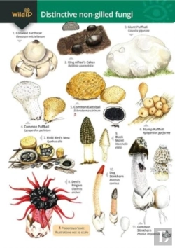 Bertrand.pt - Distinctive Non-Gilled Fungi