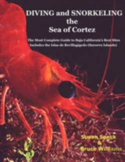 Bertrand.pt - Diving And Snorkeling The Sea Of Cortez