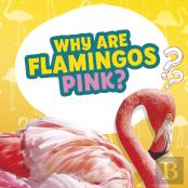 Do Flying Fish Really Fly?