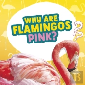 Do Flying Fish Really Fly?