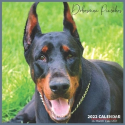 Bertrand.pt - Doberman Pinscher Calendar 2022