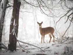 Bertrand.pt - Doe In The Forest Large Embellished Holiday Notecards
