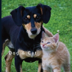 Bertrand.pt - Dog & Cat