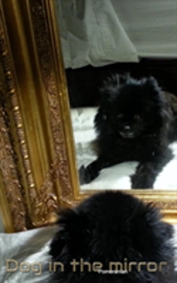 Bertrand.pt - Dog In The Mirror Pomeranian