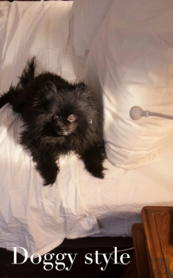 Bertrand.pt - Doggy Style Cuteness  Journal