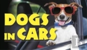 Dogs In Cars