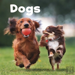 Bertrand.pt - Dogs