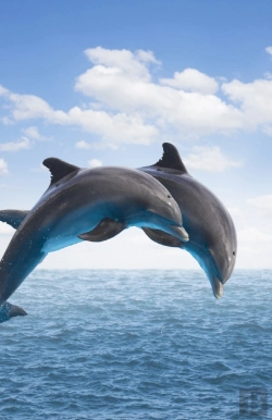 Bertrand.pt - Dolphins Blank Journal