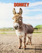 Donkey