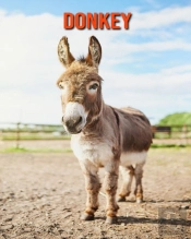 Donkey