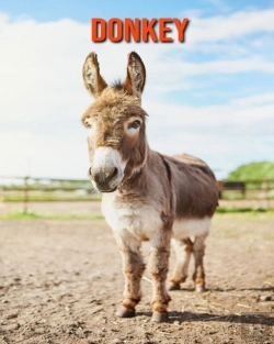 Bertrand.pt - Donkey
