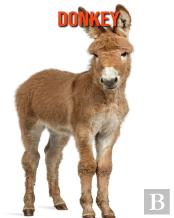 Donkey