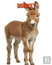 Donkey