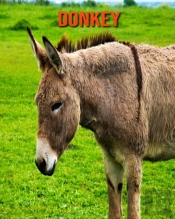 Donkey